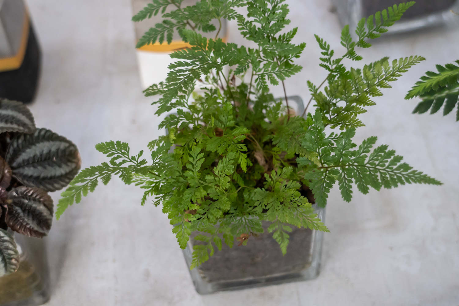 多种蕨类植物一起可以混种吗？一个花盆-骑行日记圈子-综合交流-电摩之家